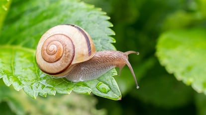 veneno para acabar con los caracoles y babosas del jardín de casa.