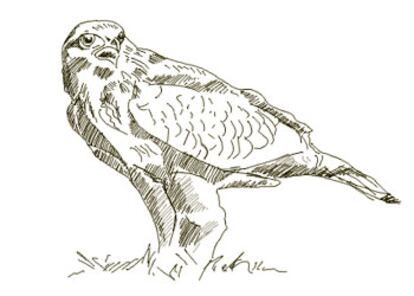 Nombre común: Ratonero común
Nombre científico: Buteo buteo
Orden: Falconiformes
Familia: Accipitridae
