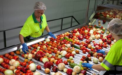 Dos trabajadoras seleccionan hortalizas en la planta actual de Alvalle en Murcia