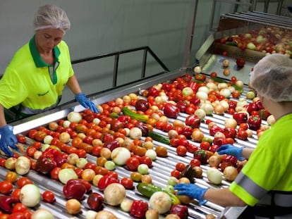 Dos trabajadoras seleccionan hortalizas en la planta actual de Alvalle en Murcia