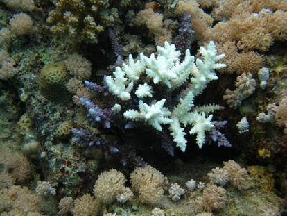 Corales del Pacífico.