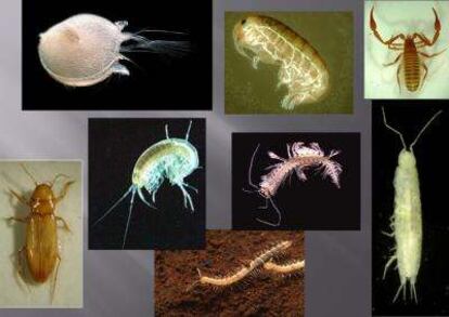 Ejemplares de diferentes  especies halladas en aguas subterráneas, cuevas y microcuevas en Australia