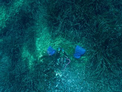 Reforestación de posidonia en Villasimius.