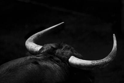 Valencia, 2011. Toro de El Pilar.