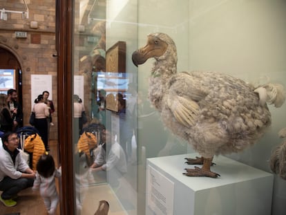 Reconstrucción de la apariencia de un dodo en la sala de exposición de aves del Museo de Historia Natural de Londres (Reino Unido).