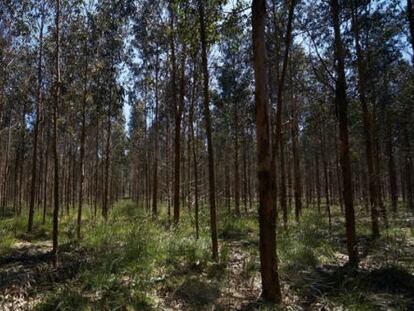 Bosque de eucalipto propiedad de Ence.