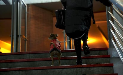 Una mujer pasea junto a su mascota por una calle de Madrid.