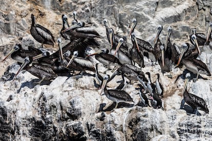 Pelícanos y cormoranes, algunos ejemplares de la vida silvestre que habita Isla Foca.