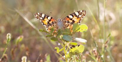 Una mariposa de la especie &#039;Vanessa cardui&#039;. 