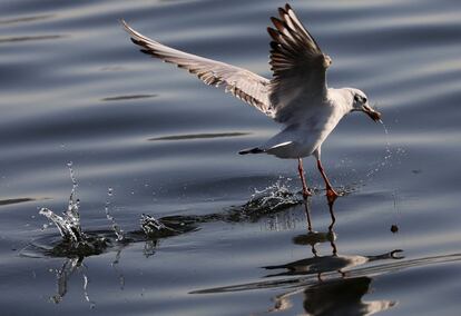 Una gaviota atrapa un pez en el mar, en la costa de la ciudad de Gaza.