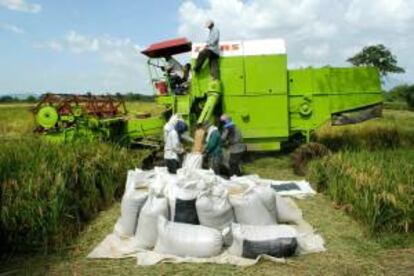 La nueva medida regirá a partir de abril para todos aquellos inscritos en el Registro único de operadores de la cadena agroalimentaria, como acopiadores de granos, compradores para consumo propio, industriales aceiteros, de biocombustibles, cerveceros y molineros, entre otros. EFE/Archivo