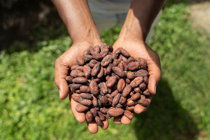 Para formarse como agricultor, además de los conocimientos transmitidos por su abuelo, Sebastián González se ha vinculado al proyecto de cacao que Ayuda en Acción promueve junto a la Agencia Española de Cooperación y Desarrollo (AECID) para jóvenes en Nariño. Aprender todo el proceso, desde la siembra, la recogida y la transformación, le ayudaría a mejorar sus ingresos y su calidad de vida.