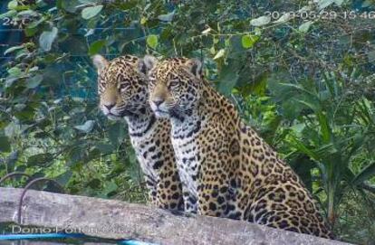 Una cámara de monitoreo muestra a los cachorros Mbarete y Arami, nacidos de la cruza entre Tania y Chiqui.