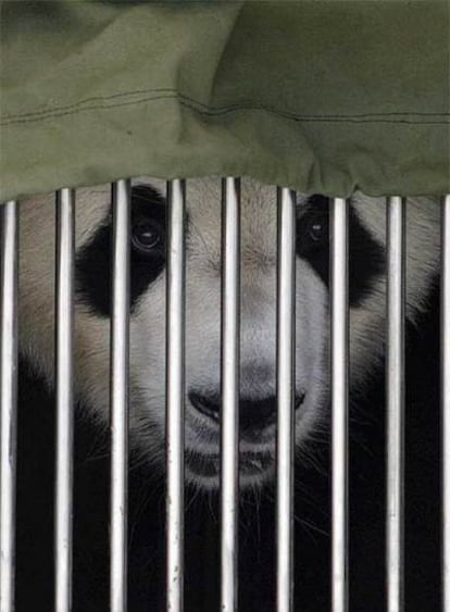 El macho, Bing Xing, se asoma el sábado por los barrotes de la jaula en la que llegó.