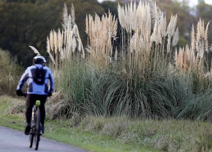 Un ciclista pasa por una zona con plumeros de la pampa en las inmediaciones de Oviedo.