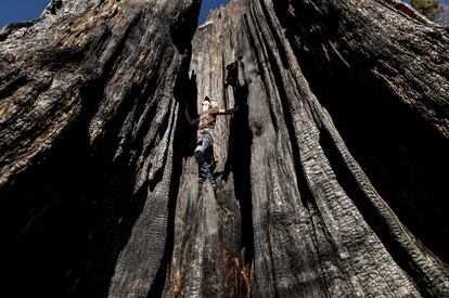 Ashtyn Perry, de 13 años, trepa a una secuoya chamuscada durante una expedición del Archangel Ancient Tree Archive para plantar secuoyas en Sequoia Crest, California, EE UU.
