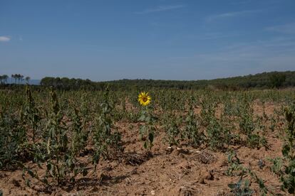 Un solitario girasol en una plantación reseca por la escasez de agua, en el Alt Empordà (Girona).