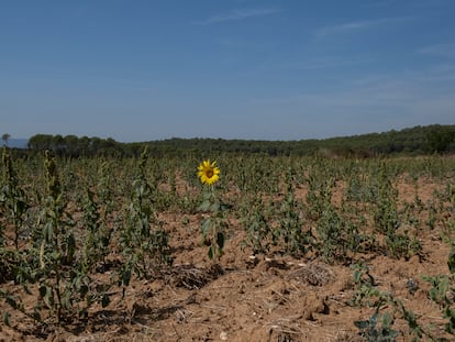 Un solitario girasol en una plantación reseca por la escasez de agua, en el Alt Empordà (Girona).
