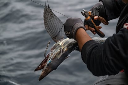 Los ecologistas aseguran que el mercado de la carne de 
tiburón creció indirectamente con la prohibición de 
lanzar al mar los tiburones sin aletas, lo que creó la 
necesidad de vender el resto del cuerpo del tiburón 
en tierra. "Ahora, el mercado de la carne de tiburón 
está en auge, a pesar del impacto que está teniendo 
en las especies de tiburón en peligro".