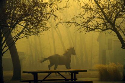 Un caballo huye del incendio en el parque Grasso en el condado de Superior.