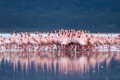 La reunión de más de millón y medio de flamencos atraídos por las algas que crecen en el Nakuru, uno de los lagos alcalinos del Gran Valle del Rift, en Kenia central, fue calificada por el ornitólogo Roger Tory Paterson, uno de los inspiradores del movimiento ecologista del siglo XX, como “el más fabuloso espectáculo aviar del planeta”. El lago está situado a más de 1.700 metros sobre el nivel del mar y da nombre a un parque nacional (nakuru en masái significa polvoriento) creado para proteger pastizales, bosques y una enorme diversidad biológica. El lugar perfecto para la observación de aves, y también del rinoceronte blanco.