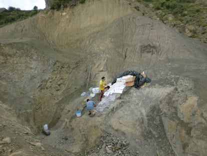 Trabajos de excavación de partes del fósil.