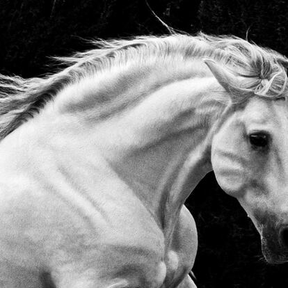 El cuello, aquí en plena tensión al galope en uno de los caballos de la yeguada Cartuja-Hierro del Bocado, es uno de los elementos distintivos de los caballos de pura raza española. Sus cuellos suelen ser fuertes, poderosos.