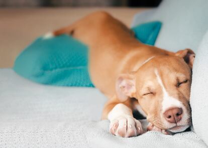 ¿Qué puede soñar un perro?