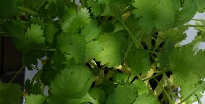 En la imagen, hojas de cilantro.