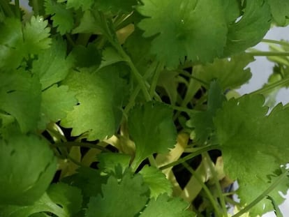 En la imagen, hojas de cilantro.