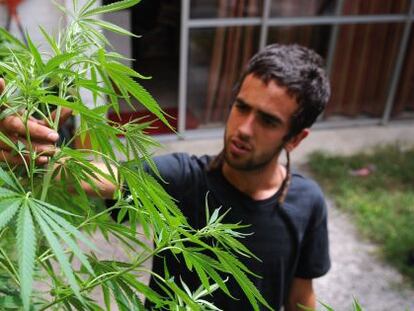 A man tends to marijuana plants in his Montevideo home.