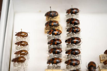 Los 'abejones de mayo' comprenden a más de 400 especies de escarabajos avistados de manera cada vez menos frecuente.