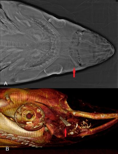 Acima, uma radiografia de um exemplar encontrado em Vera (Almería). Abaixo, vista lateral do ferimento em uma tomografia computadorizada. A flecha vermelha assinala o ferimento causado pelo espadarte. 