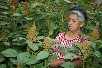 El amaranto es una semilla criolla nativa, rica en minerales, que contiene aminoácidos de alto valor biológico que ayuda a la memoria. Tras dos meses de trabajar la tierra, un grupo de 10 mujeres están listas para recoger la cosecha. Esta fotografía del pueblo kaqchikel en Guatemala también fue premiada con una mención honorífica.