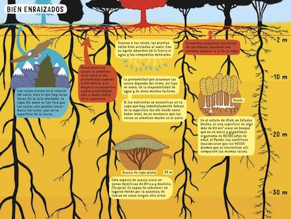 Un árbol del desierto tiene las raíces más profundas: 68 metros