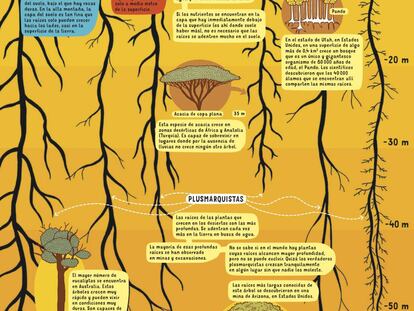 Un árbol del desierto tiene las raíces más profundas: 68 metros