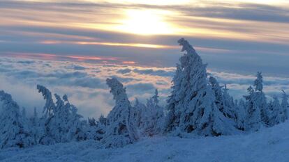 Arbres coberts de neu a les muntanyes de Brocken, al nord d'Alemanya.