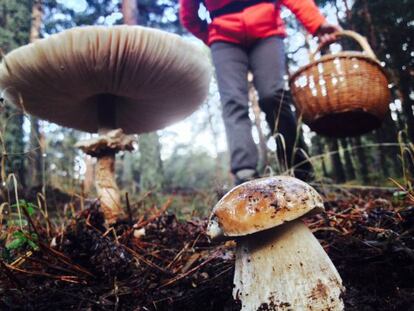 La tardor és la millor època per trobar bolets.