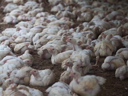 Pollos de engorde dentro de una granja avícola en las afueras de Buenos Aires, el 27 de enero de 2023.