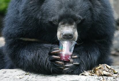 Un oso tibetano bebe un granizado debido a las altas temperaturas en el zoo Dusit de la ciudad de Bangkok (Tailandia).
