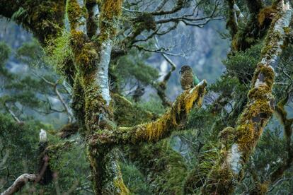 Ejemplar de Kea, <i>Nestor notabilis,</i> en la isla sur de Nueva Zelanda. Se trata de una especie muy inteligente y la única que queda de loro alpino.