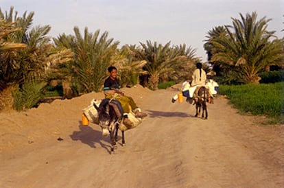 Unos niños van a recoger agua al oasis por un camino que atraviesa el palmeral de Merzouga.