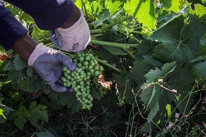 El momento en que un trabajador corta un racimo de uva sin madurar en un viñedo en Murillo de Río Leza (La Rioja), en julio.