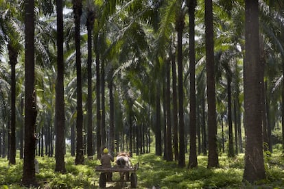 Como el banano, el monocultivo de palma aceitera en la región perjudicó igualmente a la Ciénaga y su expansión fue una consecuencia de las alianzas entre terratenientes y paramilitares para apropiarse violentamente de varios territorios e implantar sus cultivos.