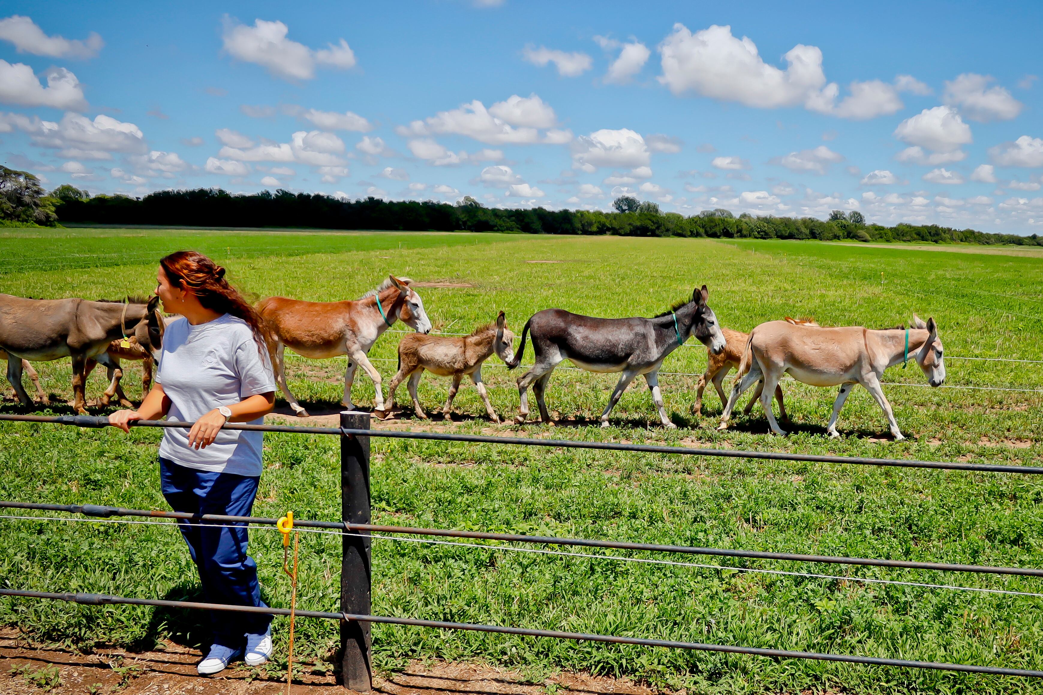 Leche de burra en Argentina, una alternativa para alérgicos a la proteína de la leche de vaca