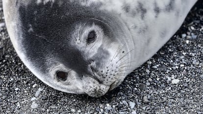 Una foca de Weddell.