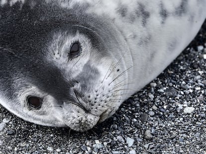 Una foca de Weddell.