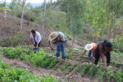 Gracias al agua recogida, Díaz Felipe y sus compañeras y otros haibtantes de la región cultivan rábanos, cilantro, amaranto, hierbamora... "El cilantro, por ejemplo, se vende mucho. Ahora nos permite guardar dinero en un fondo para después invertir y producir más: podremos ayudar a más señoras a tener sus cosechadoras de agua", explica. 