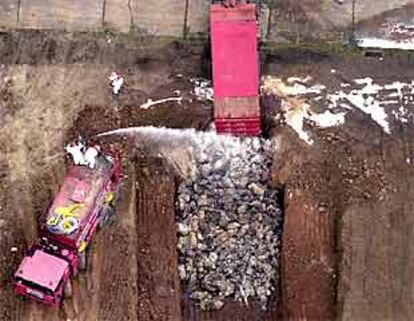 Operación en Cumbria (Reino Unido) para depositar los restos de los animales en un afosa cavada por el ejército.