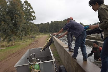 Selecting sturgeons at the sturgeon farm in Baygorria, 270km north of Montevideo, on August 31, 2016.
A Uruguayan firm, "Esturiones del Rio Negro", produces and exports since 2000 caviar under the brand "Black River Caviar", an atypical product from a country traditionally known as a beef exporter. / AFP PHOTO / MIGUEL ROJO